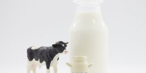 牛奶沒有你想像的營養?!人類不該斷奶嗎?《888生理時鐘高效瘦身》
